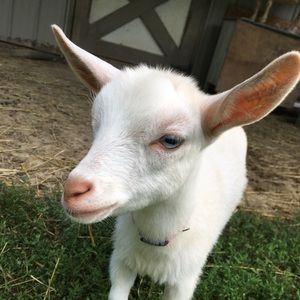 Meet your Posher, Averie